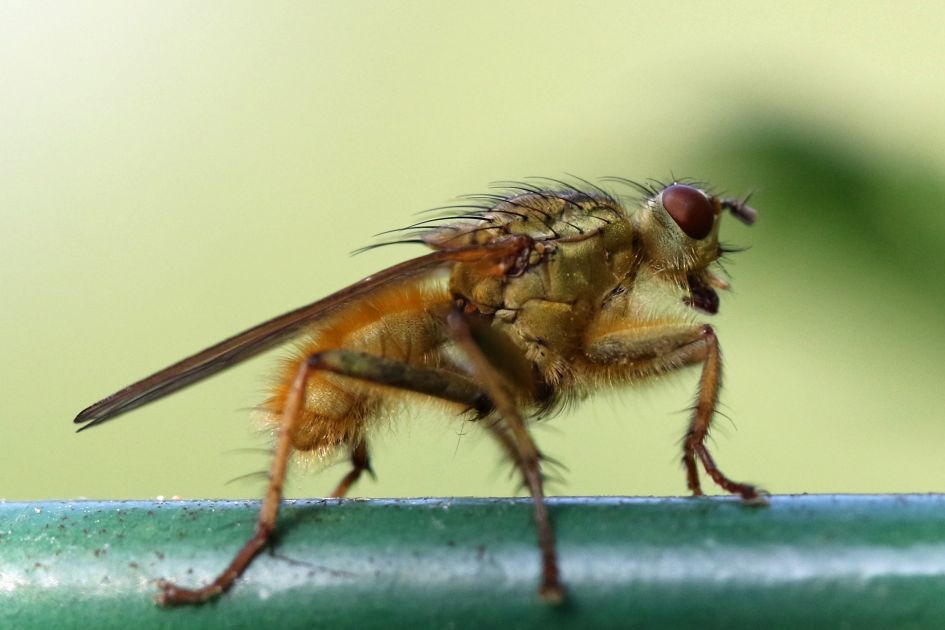 Vliegje - Geleedpotigen - 